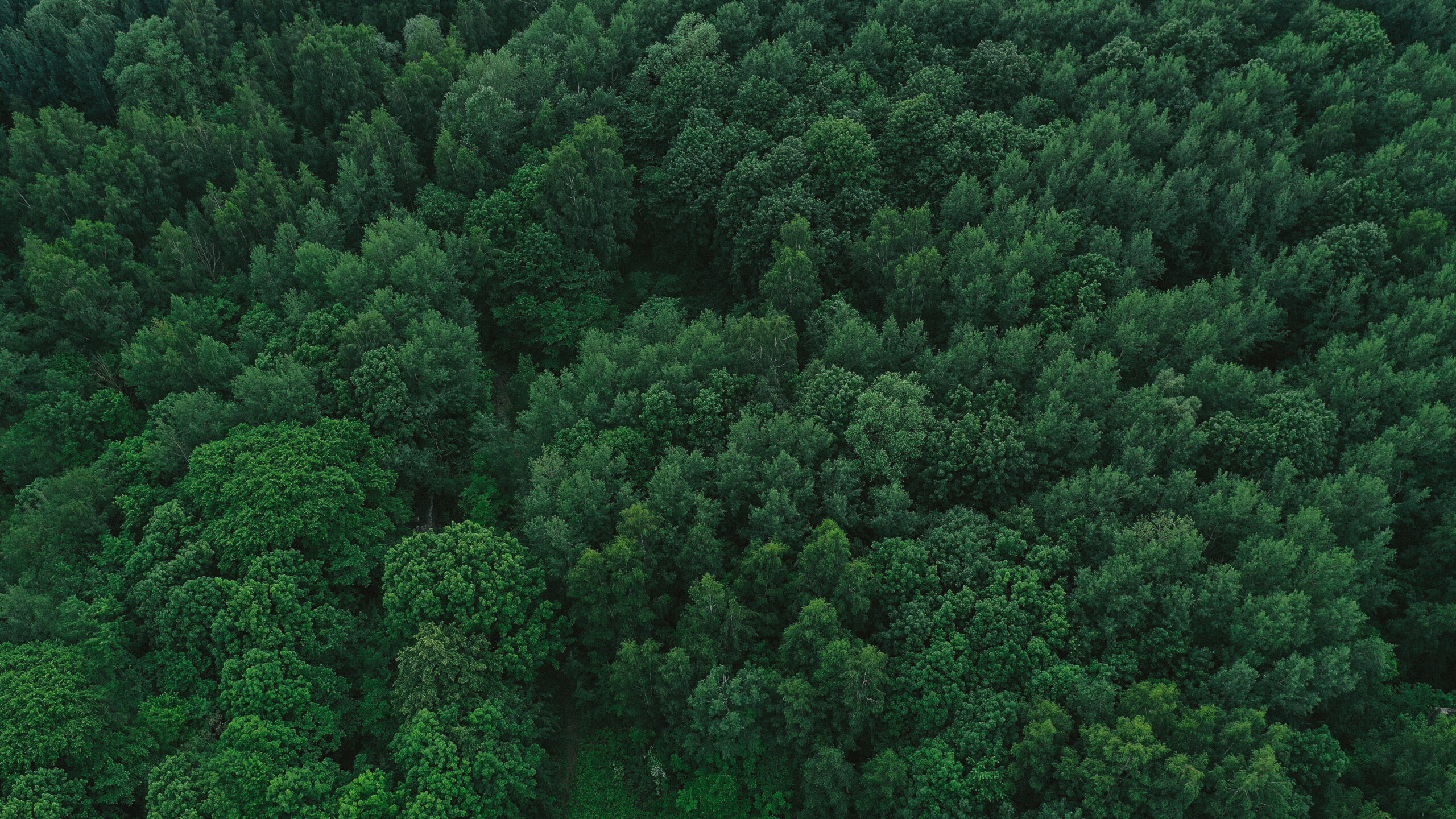 Bird's-eye view. Landscape from above